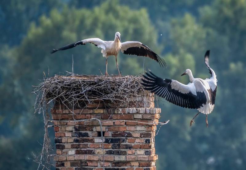 Expert Chimney Animal Removal in Santa Ana, CA Professional Chimney Animal Removal Services in Santa Ana, California