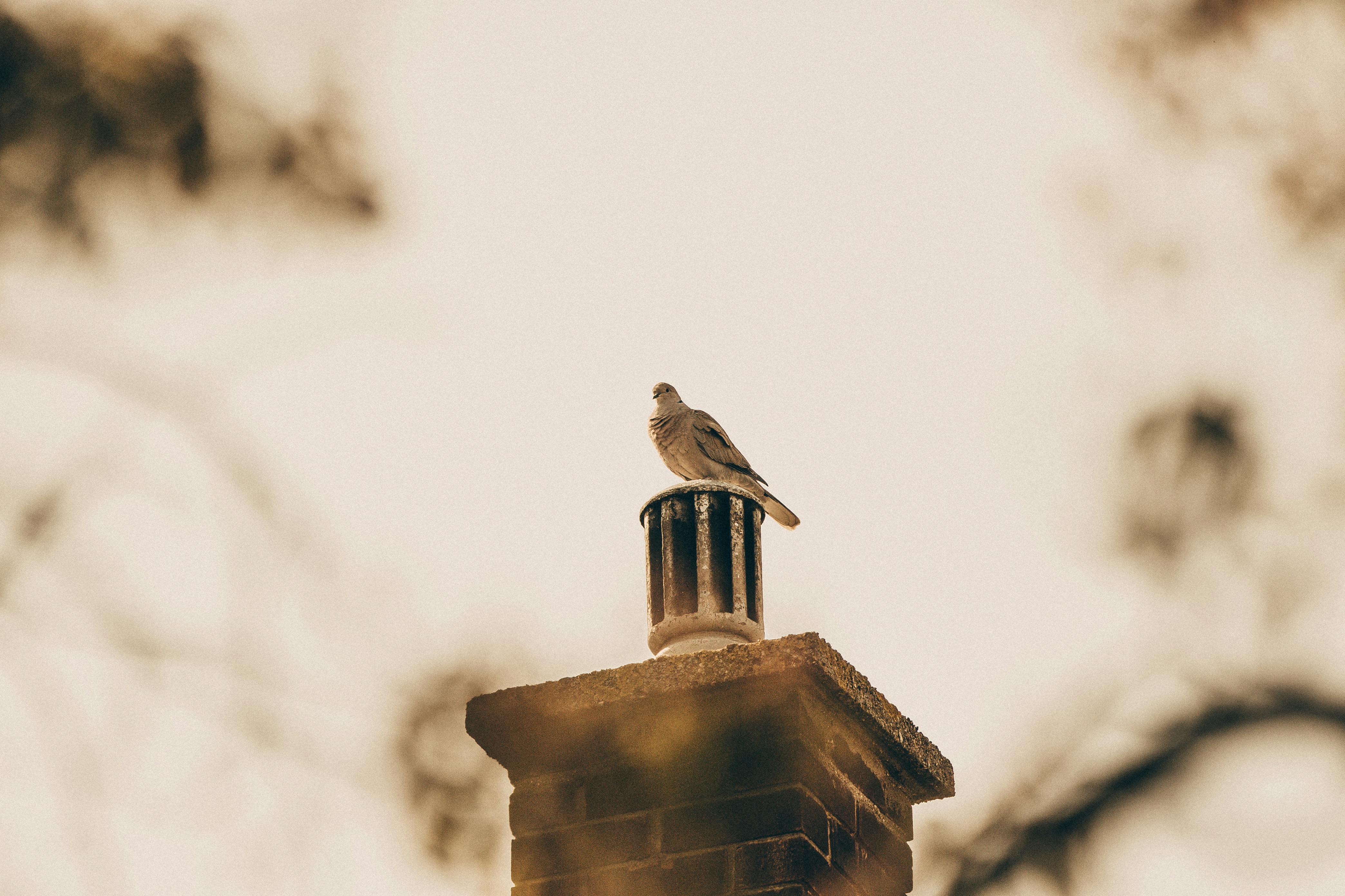 Quality Chimney Caps and Dampers Installation in Santa Ana, CA Professional Chimney Cap and Damper In Santa Ana California